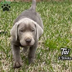 Tai, Charcoal Labrador Retriever Puppy